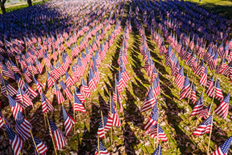 Dozens of small American Flags planted in a yard.